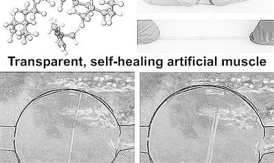 美國開發(fā)新型自愈材料 可研制人造肌肉、改進機器人性能